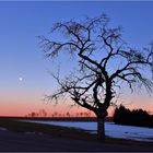 Baumvarianten mit Mond 