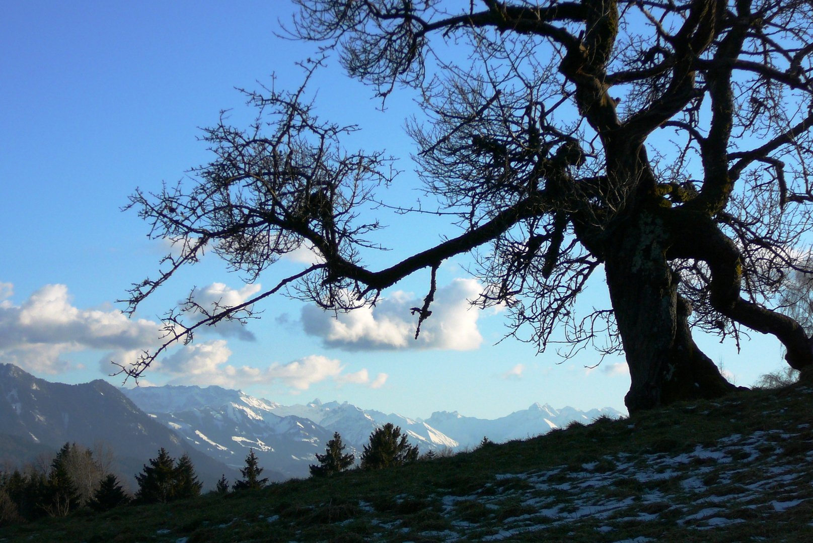 Baumveteran in der Bergstätte