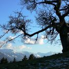 Baumveteran in der Bergstätte