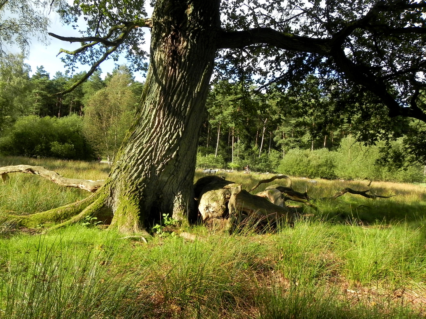 Baumveteran in der Lüneburger Heide 