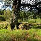 Baumveteran in der Lüneburger Heide 