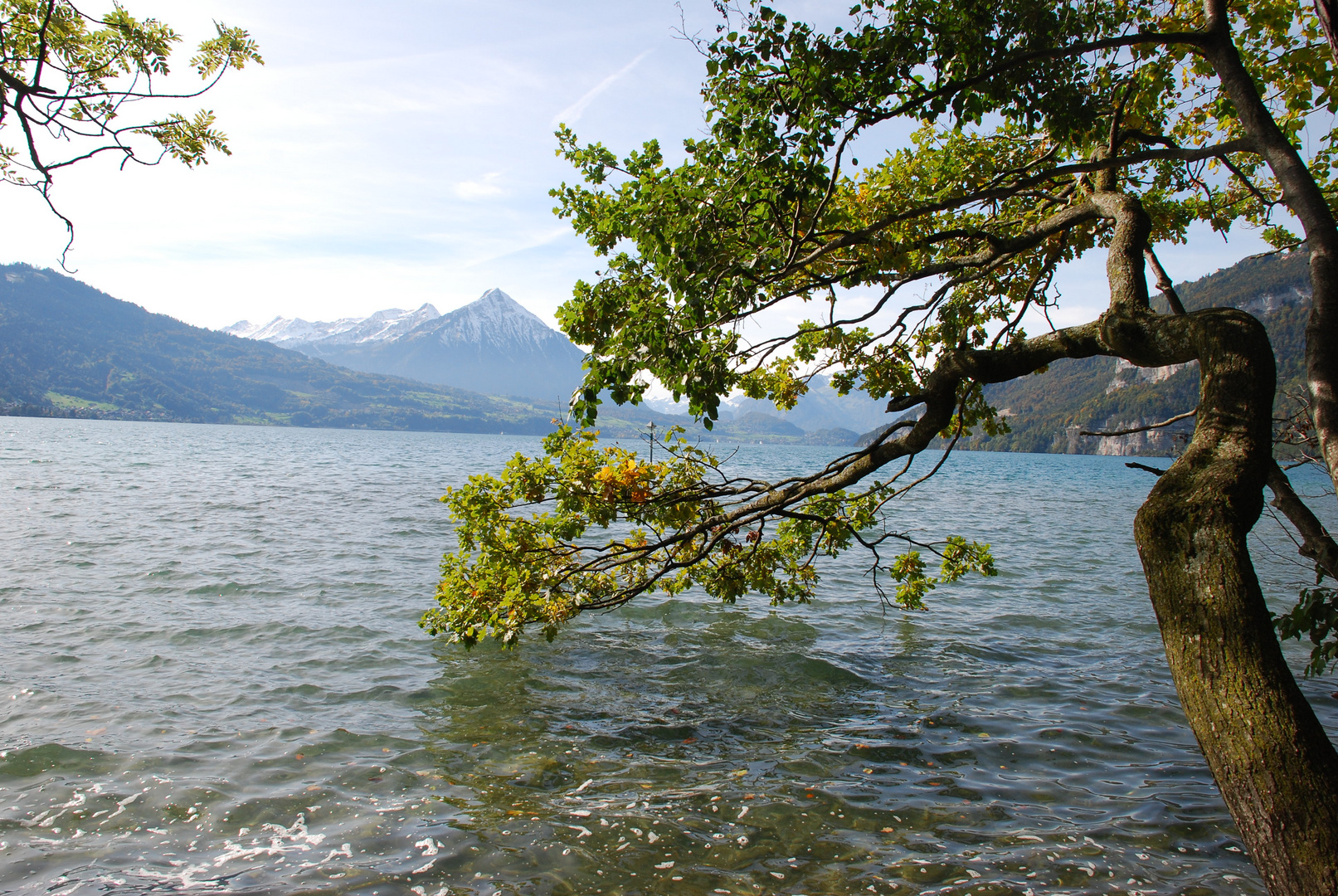 Baumwächter am Thunersee/Schweiz