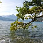 Baumwächter am Thunersee/Schweiz