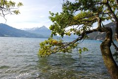 Baumwächter am Thunersee/Schweiz