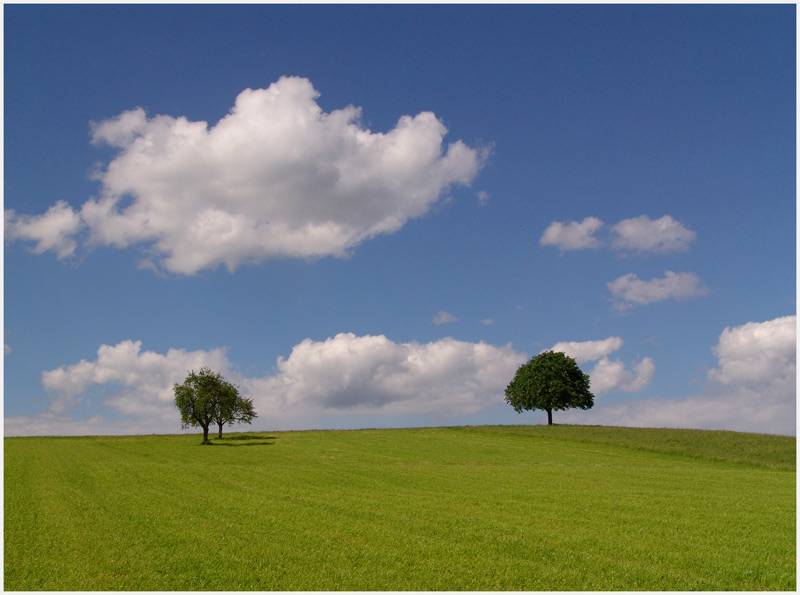 Baumwärts ziehen