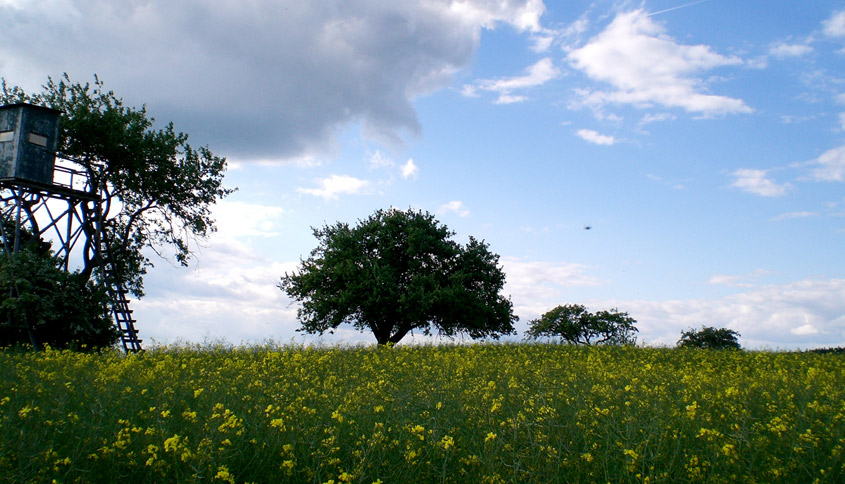 Baumwanderung