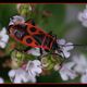 Spinnen & Insekten