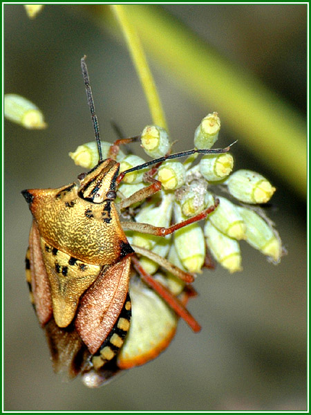 Baumwanze Carpocoris mediterraneus