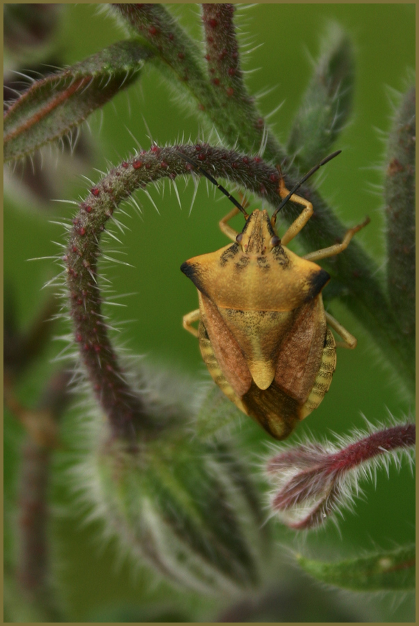 Baumwanze (Carpocorus f.(2)