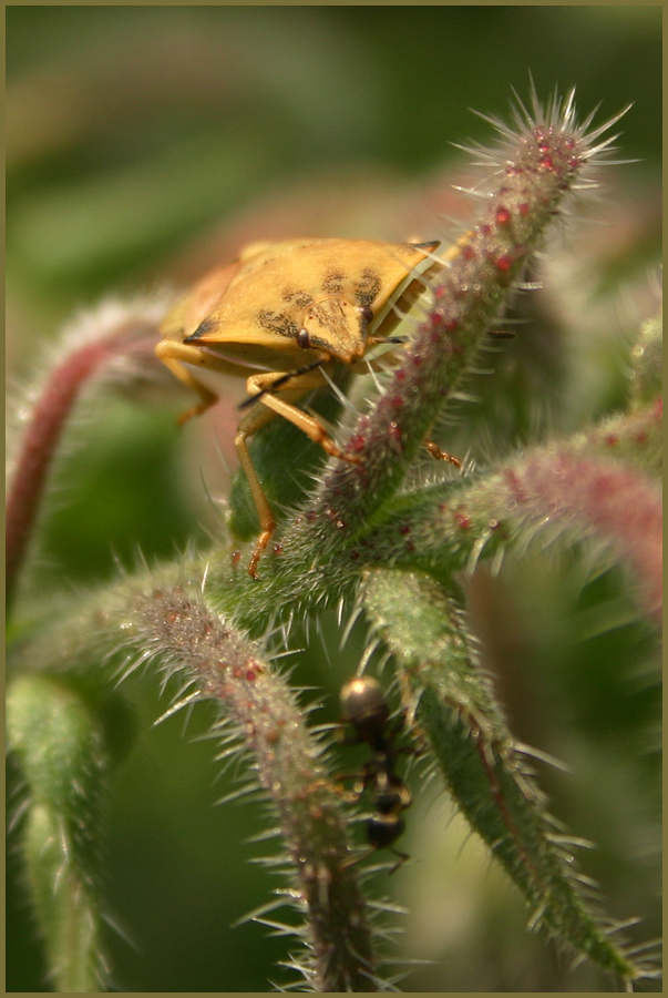 Baumwanze (Carpocorus fuscispinus) (1)