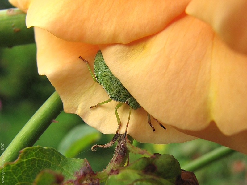 Baumwanze Palomena auf Rose