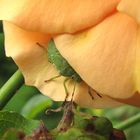 Baumwanze Palomena auf Rose