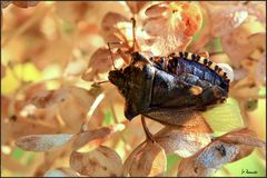 Baumwanze Pentatoma rufipes