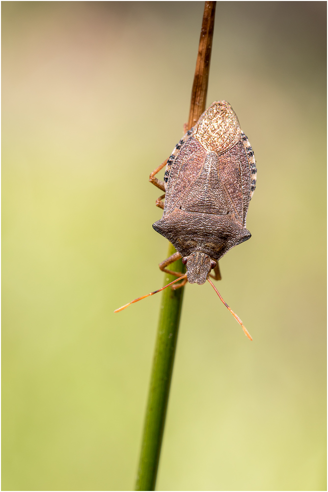 Baumwanze (Pentatomidae) - Arma custos