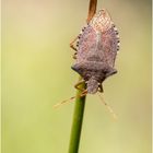 Baumwanze (Pentatomidae) - Arma custos