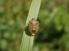 Baumwanze Peribalus strictus auf Weichgras