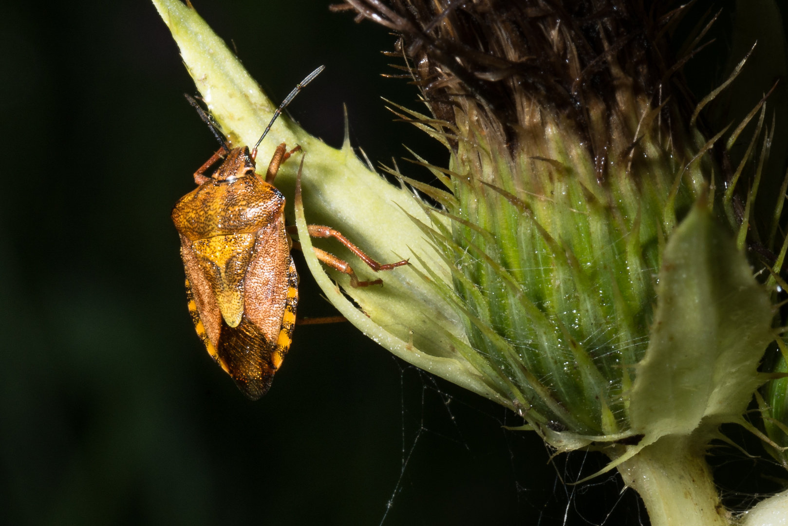 Baumwanze - Peribalus strictus