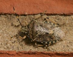 Baumwanze (Raphigaster nebulosa)