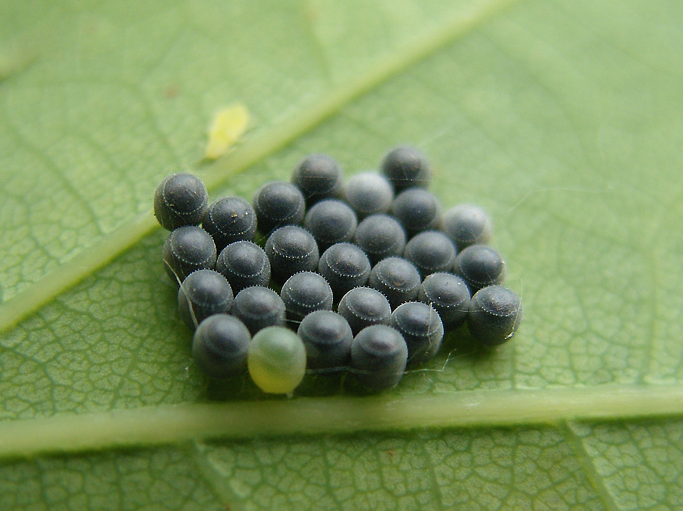 BaumwanzenEier Foto & Bild tiere, wildlife, insekten Bilder auf