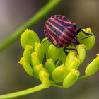 Baumwanzen - Pentatomidae