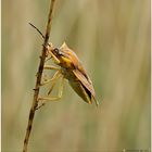 Baumwanzen (Pentatomidae)