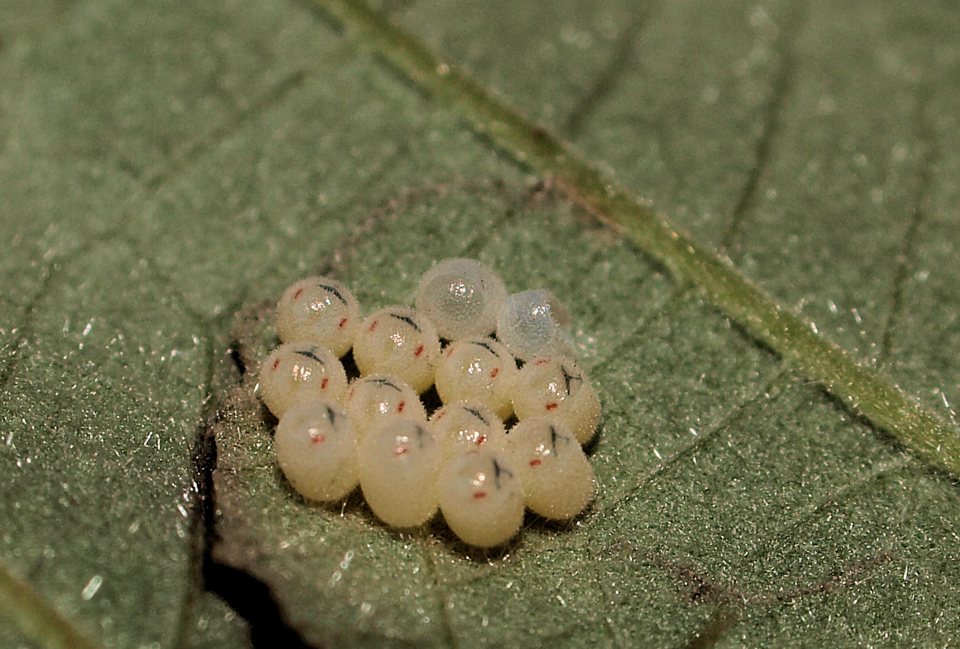 Baumwanzen (Pentatomidae) Eier