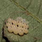 Baumwanzen (Pentatomidae) Eier