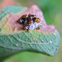 Baumwanzenkinder nach dem Ausschlüpfen (Fam. Pentatomidae, danke, Dietrich!) - . . .