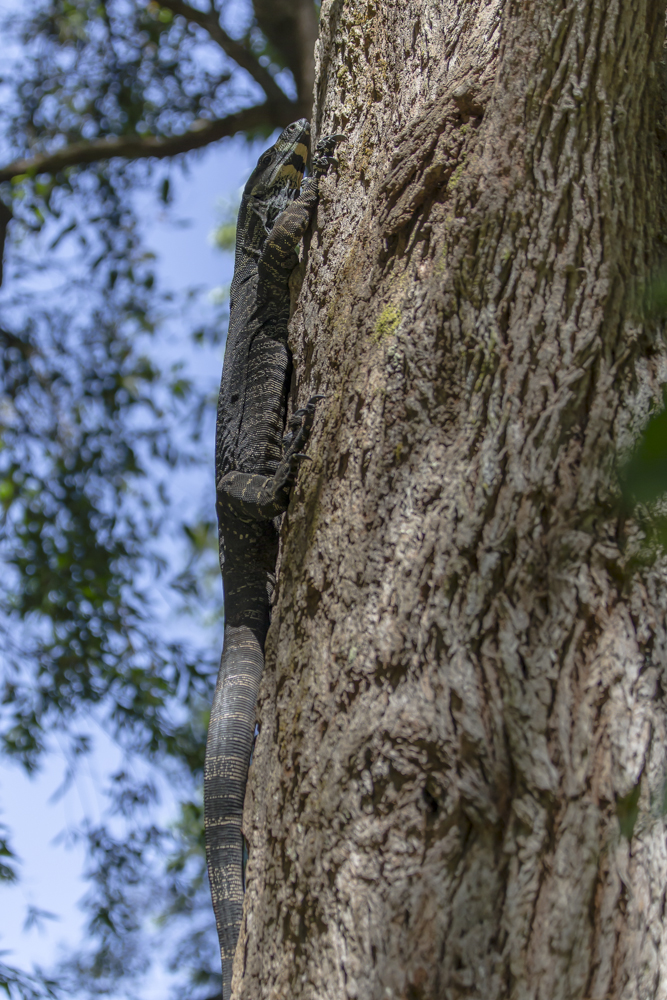 Baumwaran Foto & Bild tiere, wildlife, amphibien & reptilien Bilder