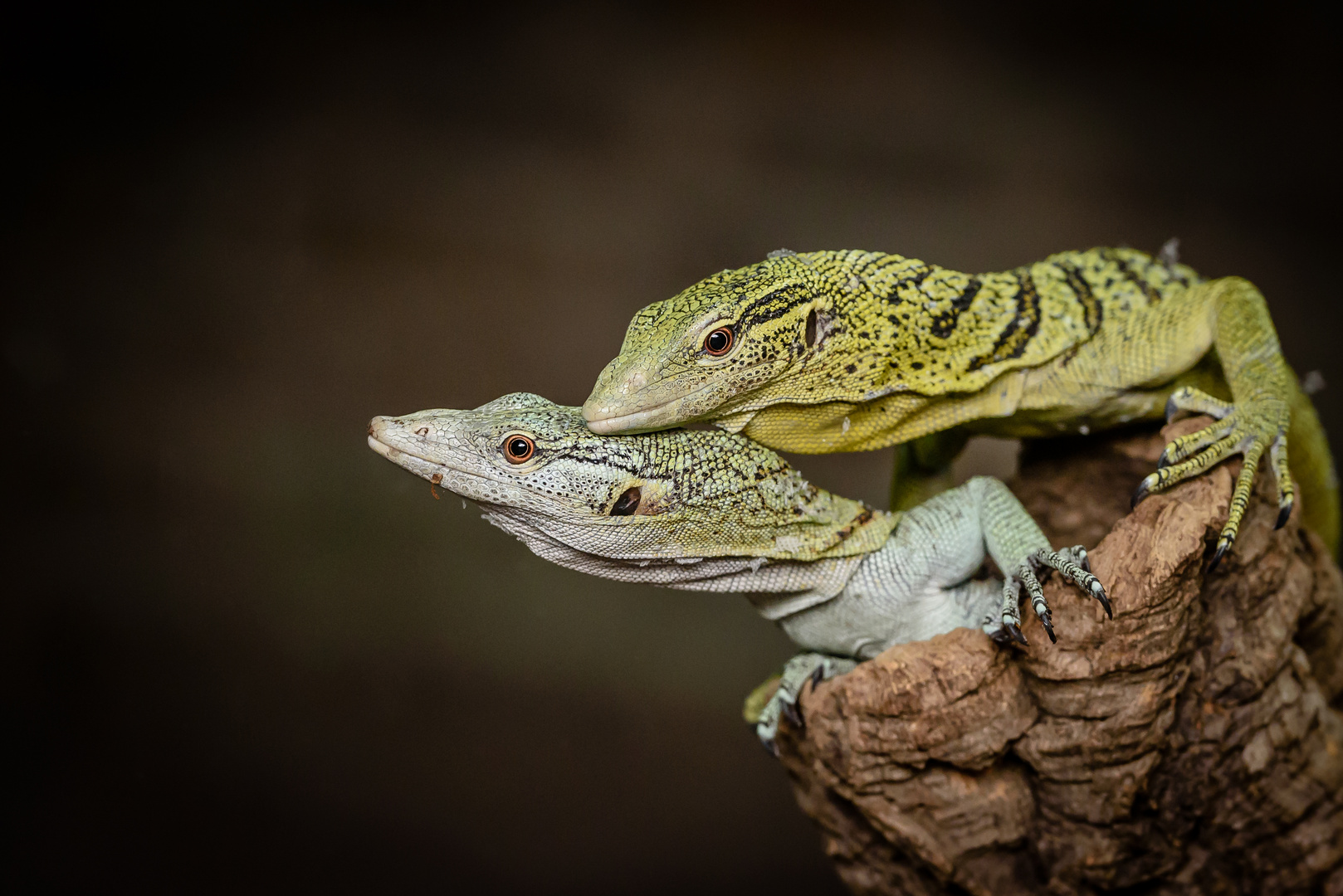 Baumwarane Foto & Bild natur, zoo, tiere Bilder auf