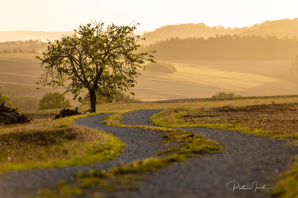 Baum:Weg