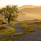 Baum:Weg