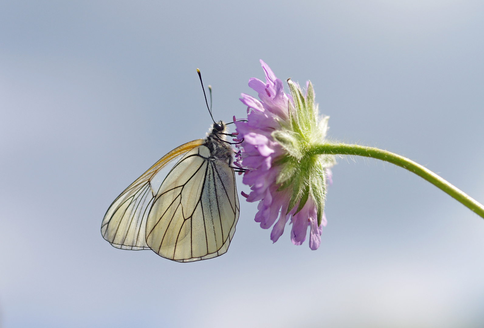 Baumweissling 13.6.15