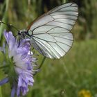 Baumweissling - - - Allgäu Schmetterlinge