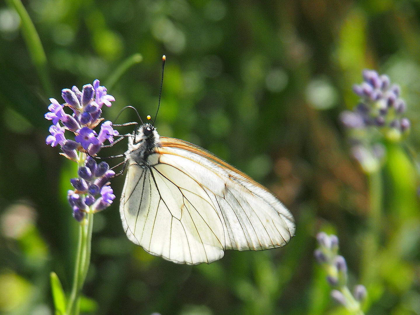 Baumweißling am Lavendel