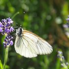 Baumweißling am Lavendel