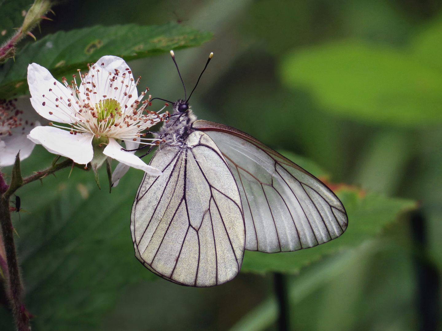 Baumweissling an Brombeerblüte , Aporia crataegi      