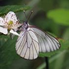 Baumweissling an Brombeerblüte , Aporia crataegi      