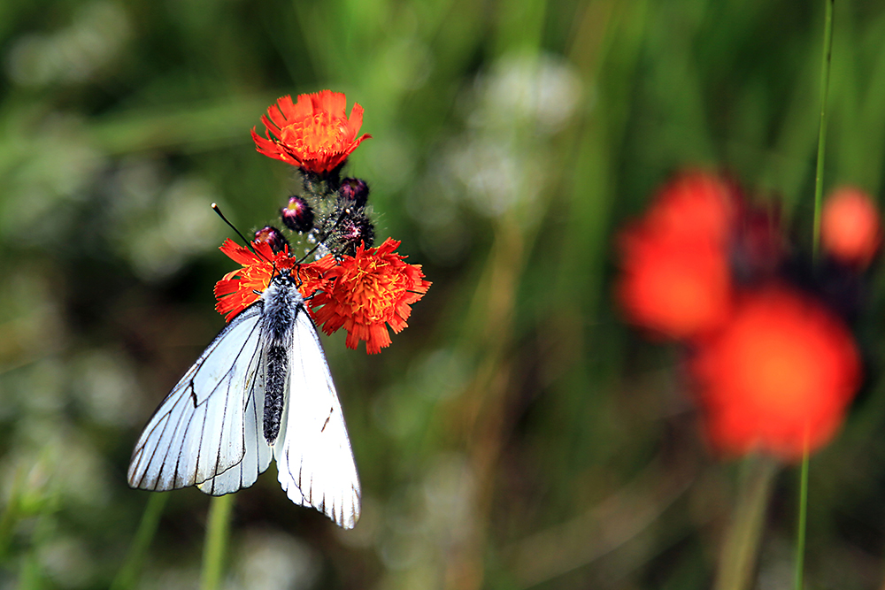 Baumweißling an Habichtsblume