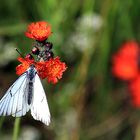 Baumweißling an Habichtsblume