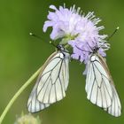 Baumweißling (Aporia crataegi)