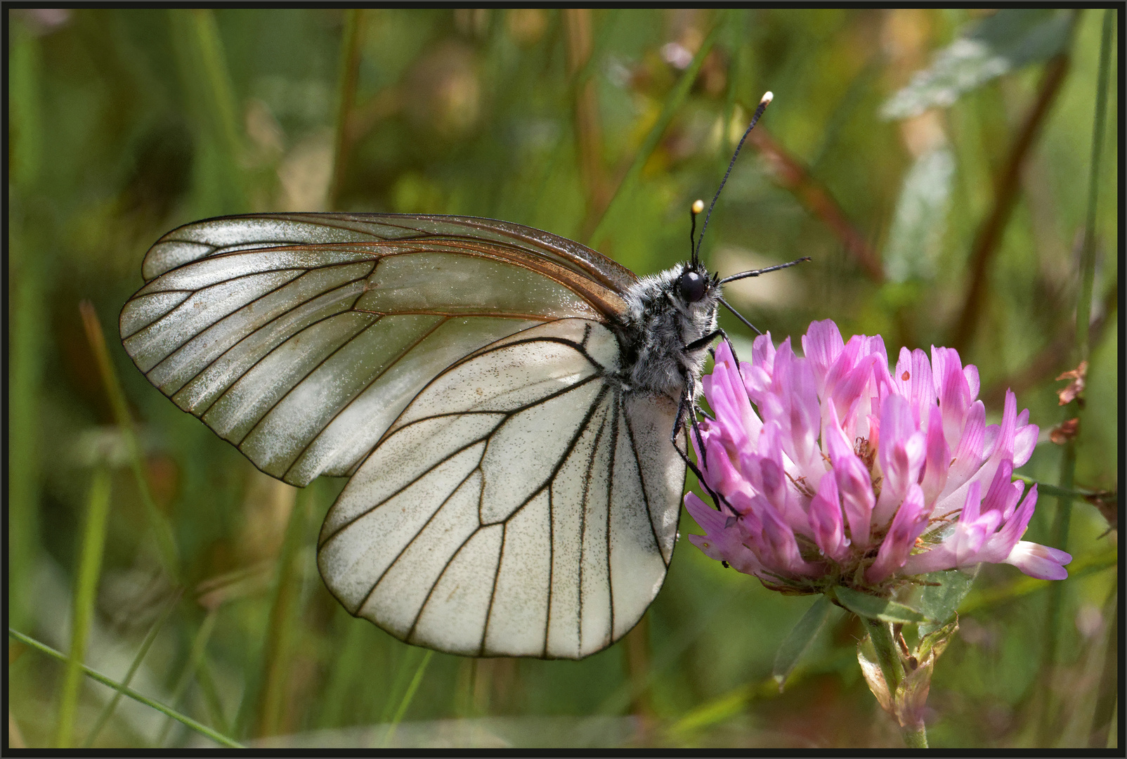 Baumweißling (Aporia crataegi) 