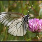 Baumweißling (Aporia crataegi) 