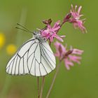 Baumweißling (Aporia crataegi)