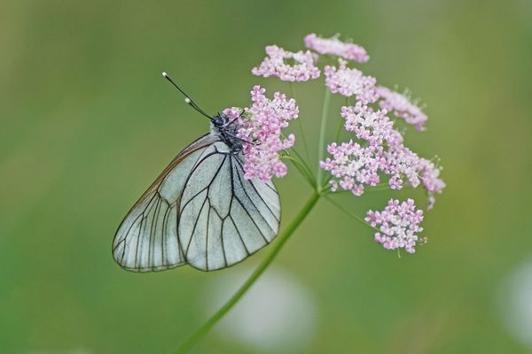 Baumweißling (Aporia crataegi)