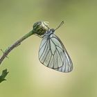 Baumweißling (Aporia crataegi)