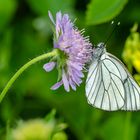 Baumweißling (Aporia crataegi)