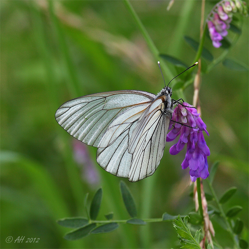 Baumweißling (Aporia crataegi)