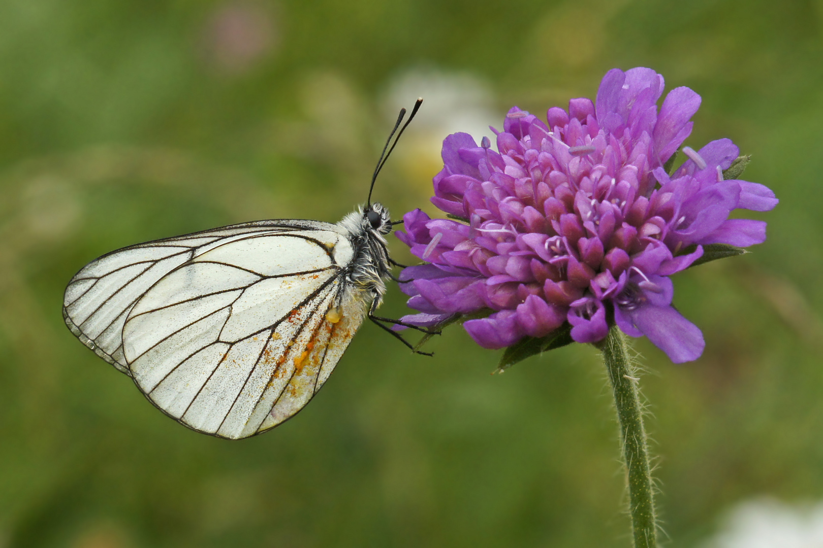 Baumweißling (Aporia crataegi)