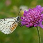 Baumweißling (Aporia crataegi)